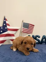 Liberty, a male Cavapoo for sale in Lagrange, IN – 3 of 5