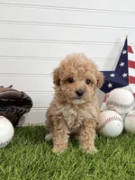 Slugger, a male Cavapoo for sale in Lagrange, IN – 2 of 7