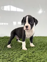 Mylo, a male Boxer for sale in Lagrange, IN – 2 of 5