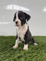 Mylo, a male Boxer for sale in Lagrange, IN – 3 of 5