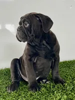 Geo, a male Olde English Bulldogge for sale in Lagrange, IN – Photo 3 of 5