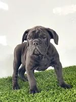 Geo, a male Olde English Bulldogge for sale in Lagrange, IN – Photo 2 of 5