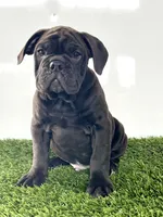 Geo, a male Olde English Bulldogge for sale in Lagrange, IN – Photo 4 of 5