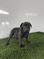 Geo, a male Olde English Bulldogge for sale in Lagrange, IN – Photo 5 of 5