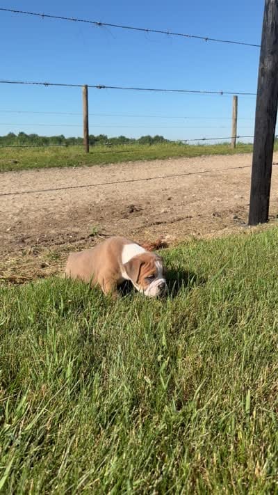 Milo, a male Olde English Bulldogge for sale in Lagrange, IN – 5 of 5