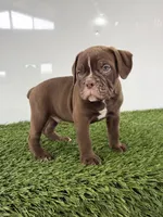 Charlie, a male Olde English Bulldogge for sale in Lagrange, IN – 3 of 5