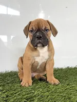 Max, a male Olde English Bulldogge for sale in Lagrange, IN – 3 of 5