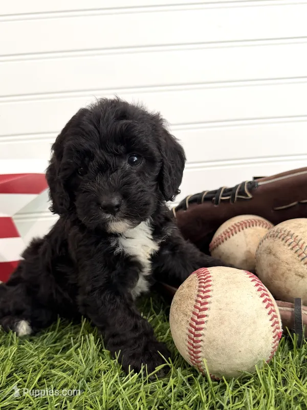Rocket – Cavapoo puppy for sale in Lagrange, IN