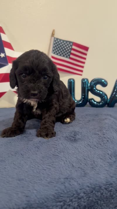 Rocket, a male Cavapoo for sale in Lagrange, IN – 5 of 5