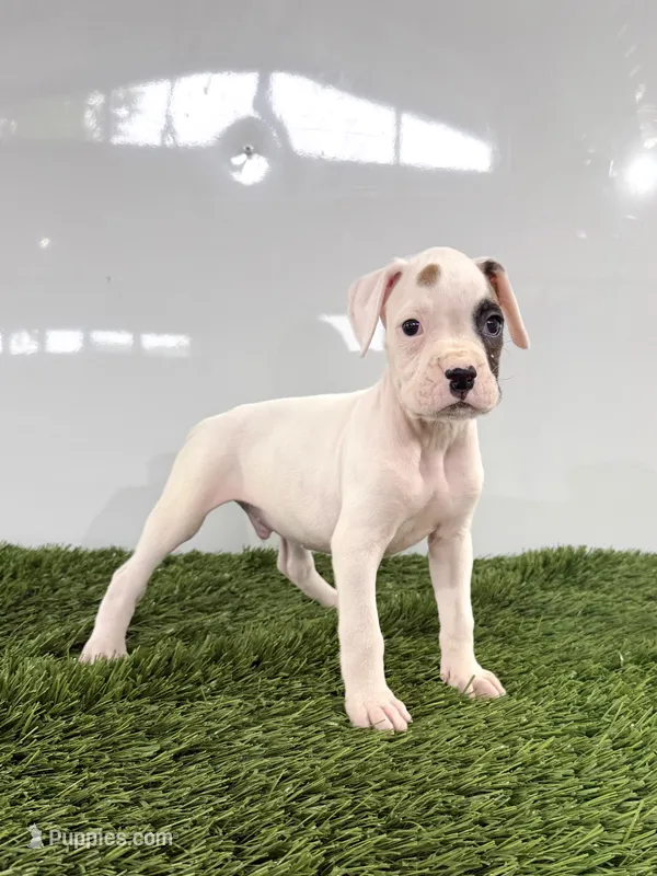 Micah – Boxer puppy for sale in Lagrange, IN