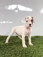 Micah, a male Boxer for sale in Lagrange, IN – 1 of 5