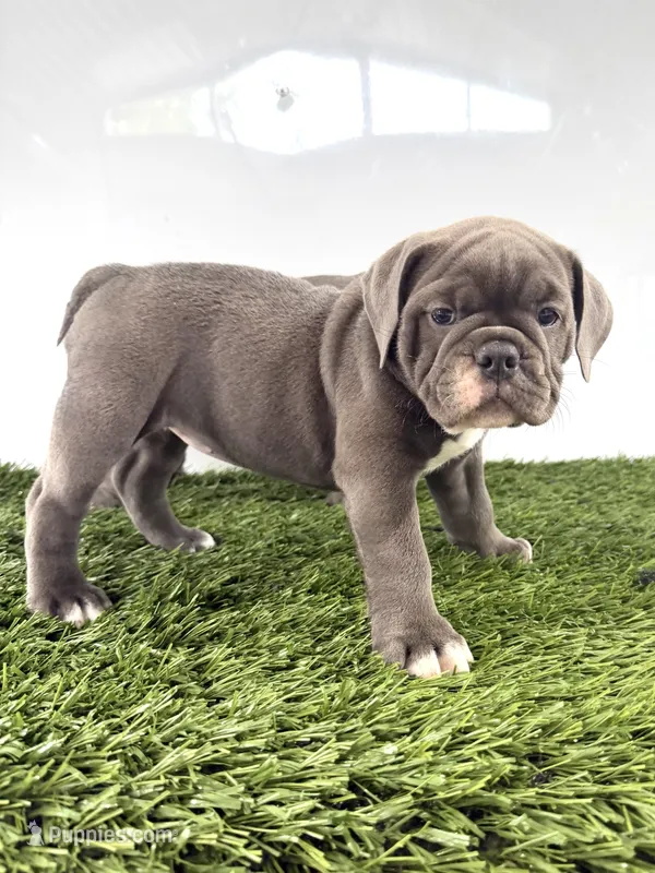 Lara – Olde English Bulldogge puppy for sale in Lagrange, IN