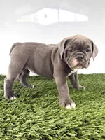 Lara, a female Olde English Bulldogge for sale in Lagrange, IN – 1 of 5