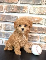 Bunt Toy F1, a male Cavapoo for sale in Lagrange, IN – 3 of 6