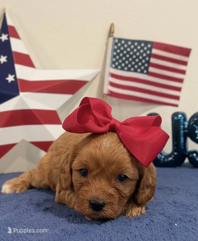 Liberty – Cavapoo puppy for sale in Lagrange, IN