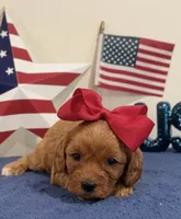 Liberty, a male Cavapoo for sale in Lagrange, IN – 1 of 5
