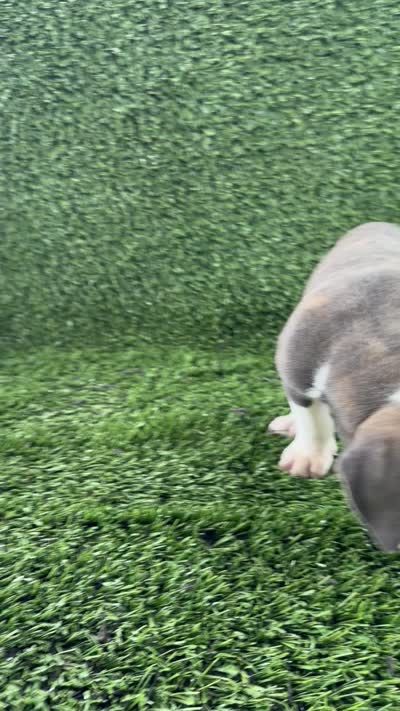Leah, a female Olde English Bulldogge for sale in Lagrange, IN – 5 of 5