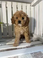 Chloe , a female Cavapoo for sale in Lagrange, IN – Photo 4 of 6