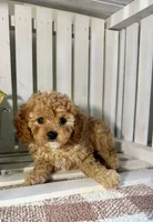 Chloe , a female Cavapoo for sale in Lagrange, IN – Photo 3 of 6
