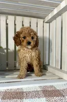 Chloe , a female Cavapoo for sale in Lagrange, IN – Photo 1 of 6