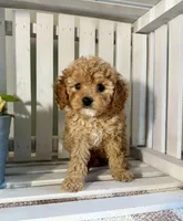 Chloe , a female Cavapoo for sale in Lagrange, IN – Photo 2 of 6