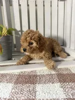 Chloe , a female Cavapoo for sale in Lagrange, IN – Photo 5 of 6