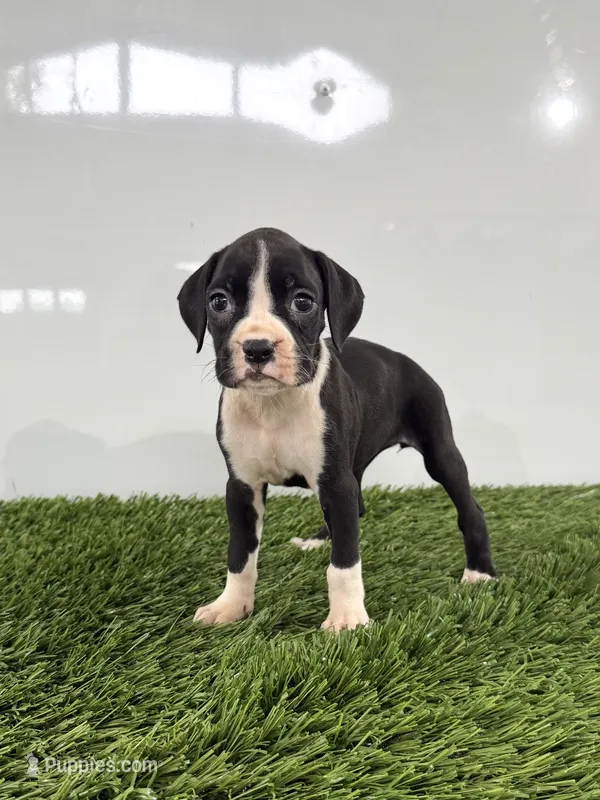 Myla – Boxer puppy for sale in Lagrange, IN