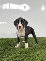 Myla, a female Boxer for sale in Lagrange, IN – 1 of 5