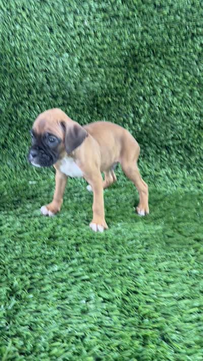 Mac, a male Boxer for sale in Lagrange, IN – 5 of 5