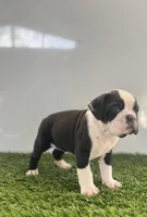 Gemma, a female Olde English Bulldogge for sale in Lagrange, IN – Photo 7 of 7