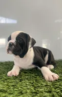 Gemma, a female Olde English Bulldogge for sale in Lagrange, IN – Photo 5 of 7