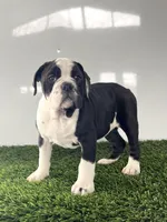 Gemma, a female Olde English Bulldogge for sale in Lagrange, IN – Photo 2 of 7