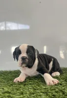 Gemma, a female Olde English Bulldogge for sale in Lagrange, IN – Photo 6 of 7