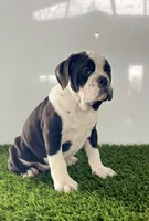 Gemma, a female Olde English Bulldogge for sale in Lagrange, IN – Photo 4 of 7