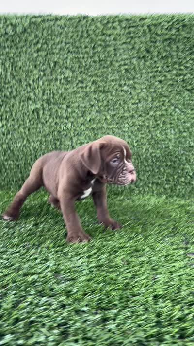 Charlie, a male Olde English Bulldogge for sale in Lagrange, IN – 5 of 5