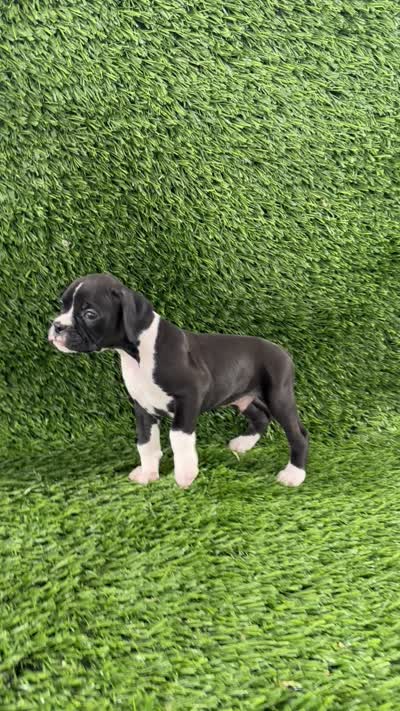Murphy, a male Boxer for sale in Lagrange, IN – 5 of 5