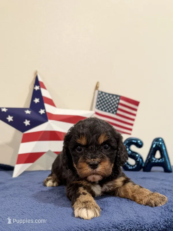 Boomer – Cavapoo puppy for sale in Lagrange, IN