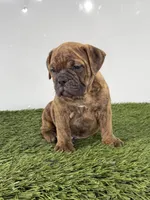 Bubba, a female Olde English Bulldogge for sale in Lagrange, IN – 3 of 6
