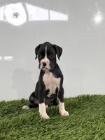 Mylan, a male Boxer for sale in Lagrange, IN – 2 of 5