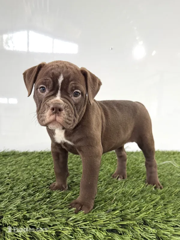 Chole – Olde English Bulldogge puppy for sale in Lagrange, IN