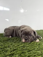 Lara, a female Olde English Bulldogge for sale in Lagrange, IN – 2 of 5