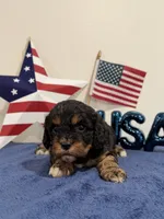 Boomer, a male Cavapoo for sale in Lagrange, IN – 2 of 5