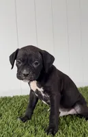 Pace, a male Boxer for sale in Lagrange, IN – Photo 1 of 3