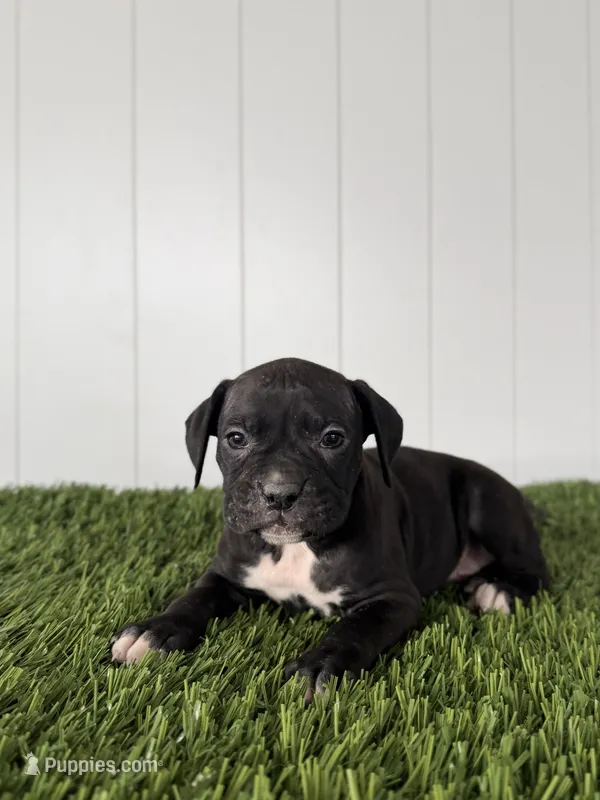 Pace – Boxer puppy for sale in Lagrange, IN