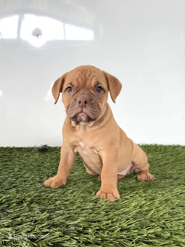Nancy – Olde English Bulldogge puppy for sale in Lagrange, IN