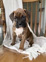 Mable, a female Boxer for sale in Lagrange, IN – 3 of 5