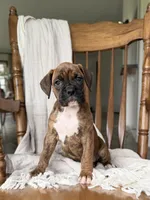 Mable, a female Boxer for sale in Lagrange, IN – 4 of 5