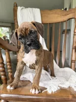 Mable, a female Boxer for sale in Lagrange, IN – 2 of 5