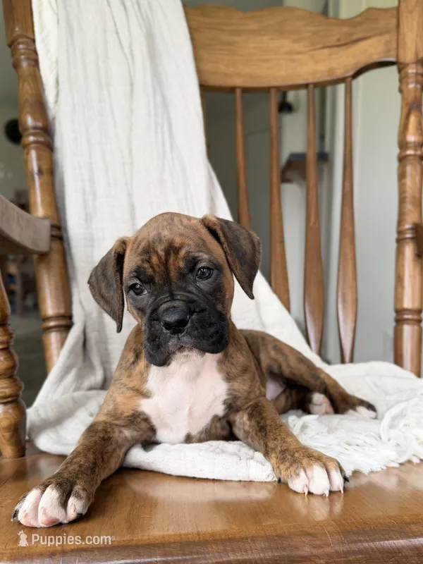 Mable – Boxer puppy for sale in Lagrange, IN