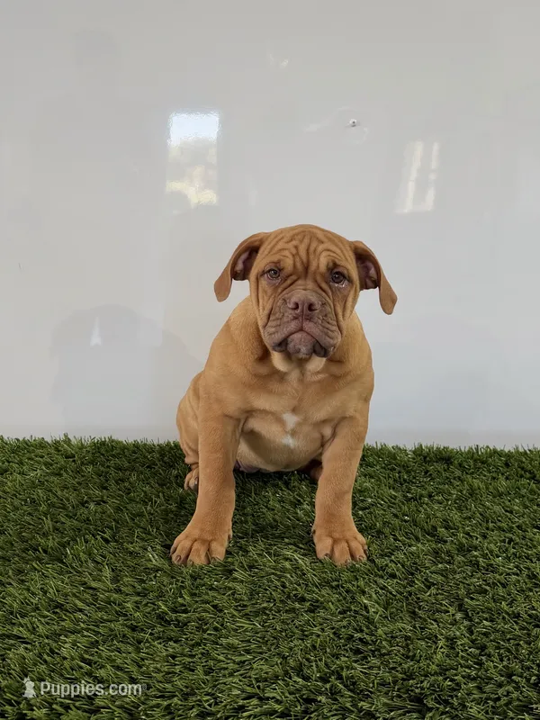 Nancy – Olde English Bulldogge puppy for sale in Lagrange, IN